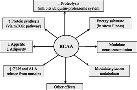 effects of bcaa|Iba pa.